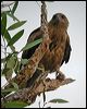 whistling_kite_03603