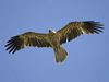 whistling_kite_09109