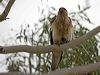 whistling_kite_169829