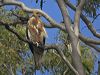 whistling_kite_210369