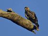 whistling_kite_213097