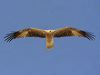 whistling_kite_41987
