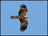whistling_kite_41994