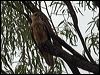 whistling_kite_89897