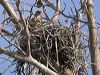 whistling_kite_93154