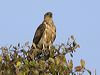 whistling_kite_93945
