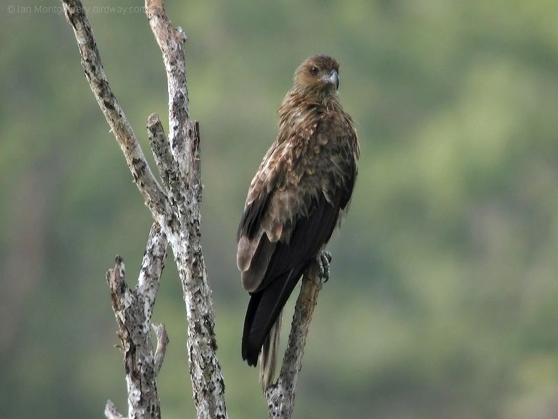 Whistling Kite whistling_kite_03457.jpg