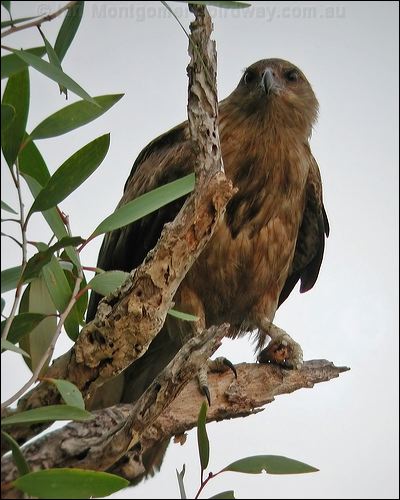Whistling Kite whistling_kite_03603.jpg
