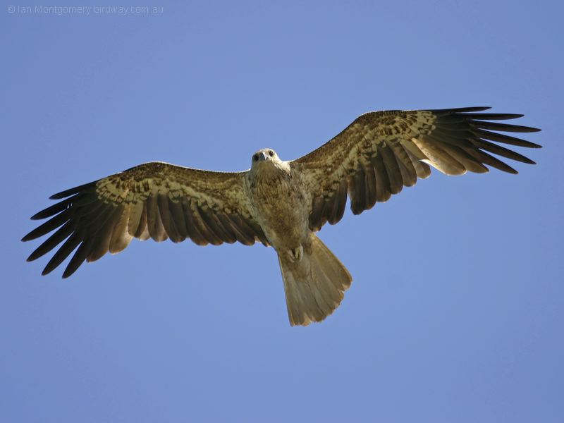 Whistling Kite whistling_kite_09109.jpg