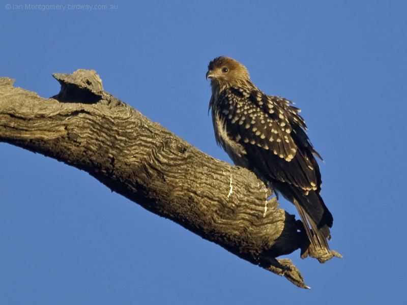 Whistling Kite whistling_kite_213097.psd