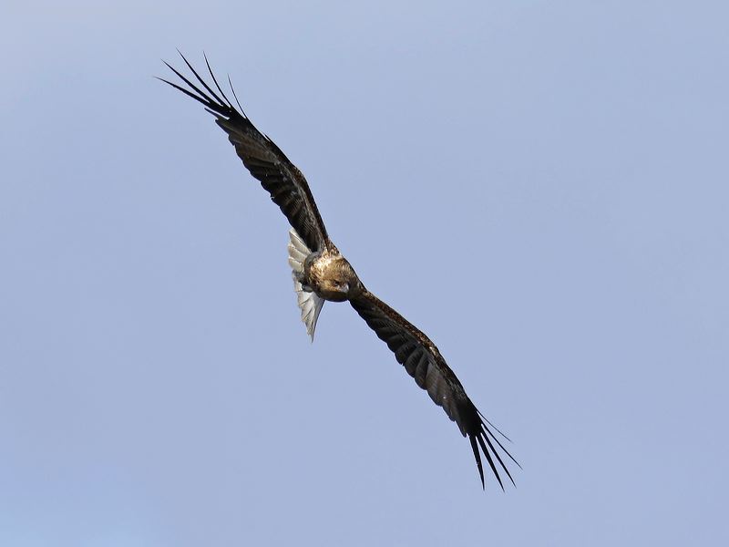 Whistling Kite whistling_kite_304473.psd