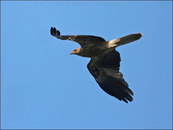 Whistling Kite whistling_kite_37575.jpg