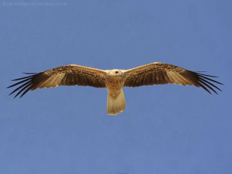 Whistling Kite whistling_kite_41987.jpg