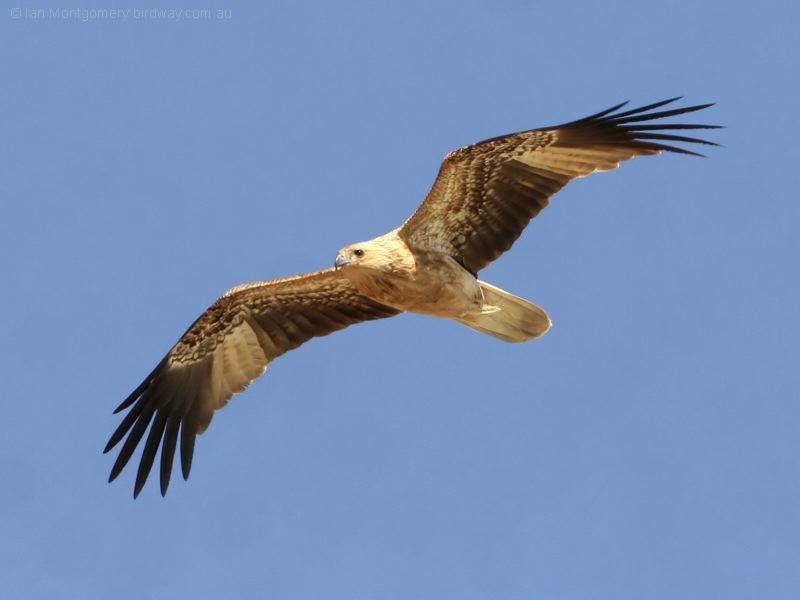 Whistling Kite whistling_kite_41991.jpg