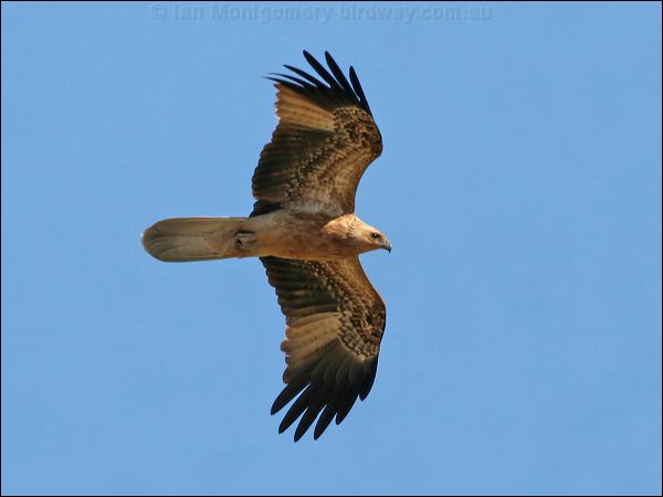 Whistling Kite whistling_kite_41994.jpg