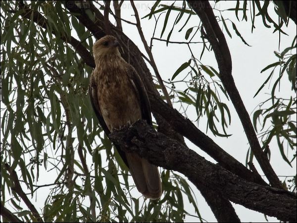 Whistling Kite whistling_kite_89897.psd