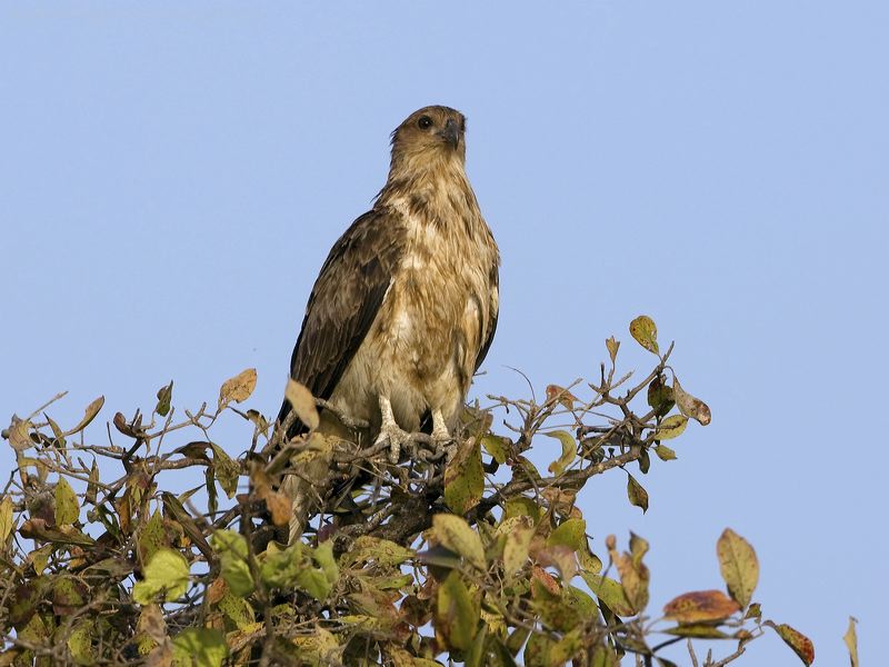 Whistling Kite whistling_kite_93945.psd