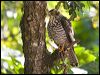 white_belly_goshawk_165970