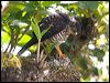 white_belly_goshawk_165974