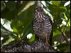 white_belly_goshawk_165987