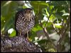 white_belly_goshawk_165990