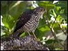white_belly_goshawk_165991