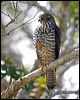 white_belly_goshawk_166006