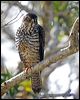 white_belly_goshawk_166010