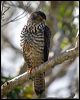 white_belly_goshawk_166021