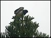 white_belly_goshawk_166182