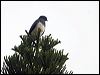 white_belly_goshawk_166193
