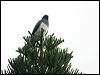 white_belly_goshawk_166196