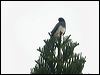 white_belly_goshawk_166211