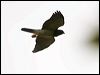 white_belly_goshawk_166213