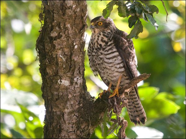 White-bellied Goshawk white_belly_goshawk_165970.psd