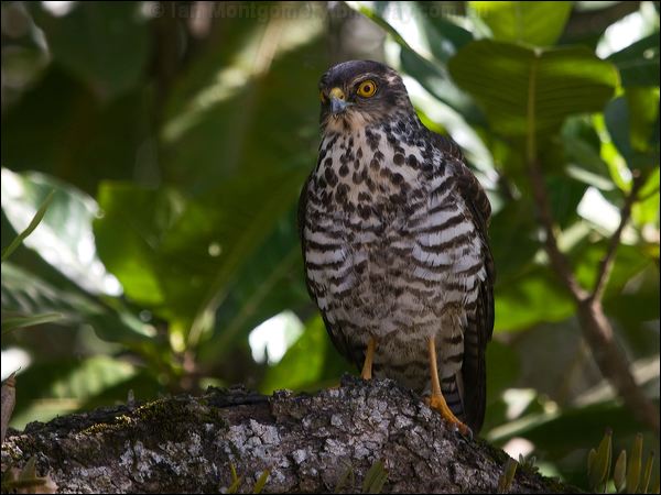 White-bellied Goshawk white_belly_goshawk_165987.psd