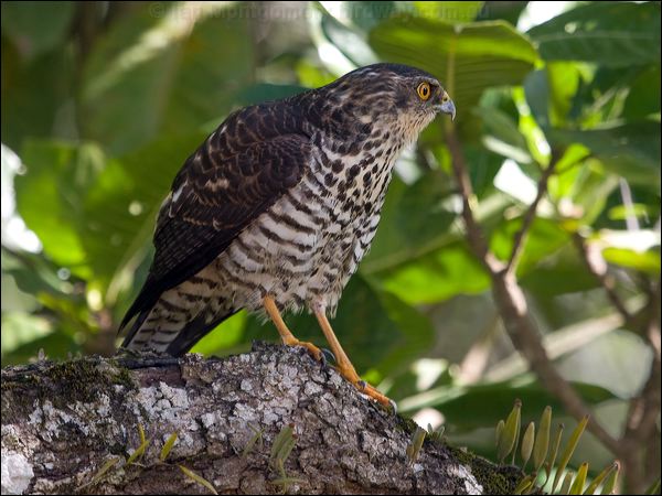White-bellied Goshawk white_belly_goshawk_165991.psd