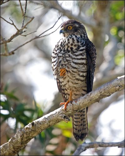 White-bellied Goshawk white_belly_goshawk_166006.psd