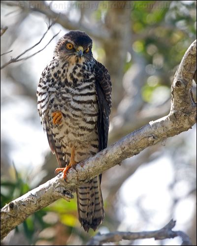 White-bellied Goshawk white_belly_goshawk_166010.psd