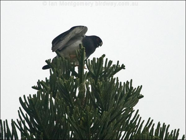 White-bellied Goshawk white_belly_goshawk_166182.psd