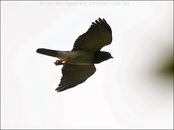 White-bellied Goshawk white_belly_goshawk_166213.psd