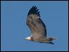 whitebelly_seaeagle_115925