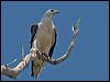 whitebelly_seaeagle_155679