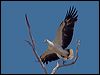 whitebelly_seaeagle_155695
