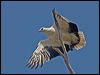 whitebelly_seaeagle_155696
