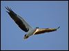 whitebelly_seaeagle_163483