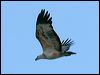 whitebelly_seaeagle_167038