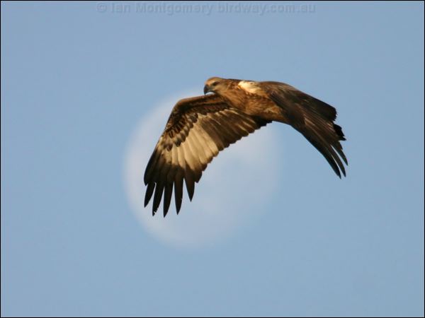White-bellied Sea-eagle whitebelliedseaeagle_13654.jpg