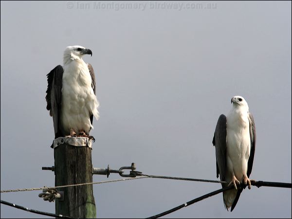 White-bellied Sea-eagle whitebelliedseaeagle_32200.jpg