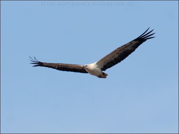 White-bellied Sea-eagle whitebelliedseaeagle_50015.jpg